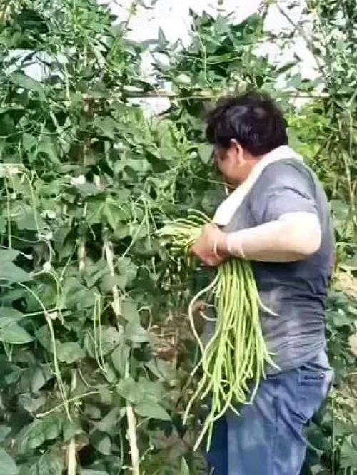 老農的豆角與水產 記錄真實的鄉村生活，傳遞正能量