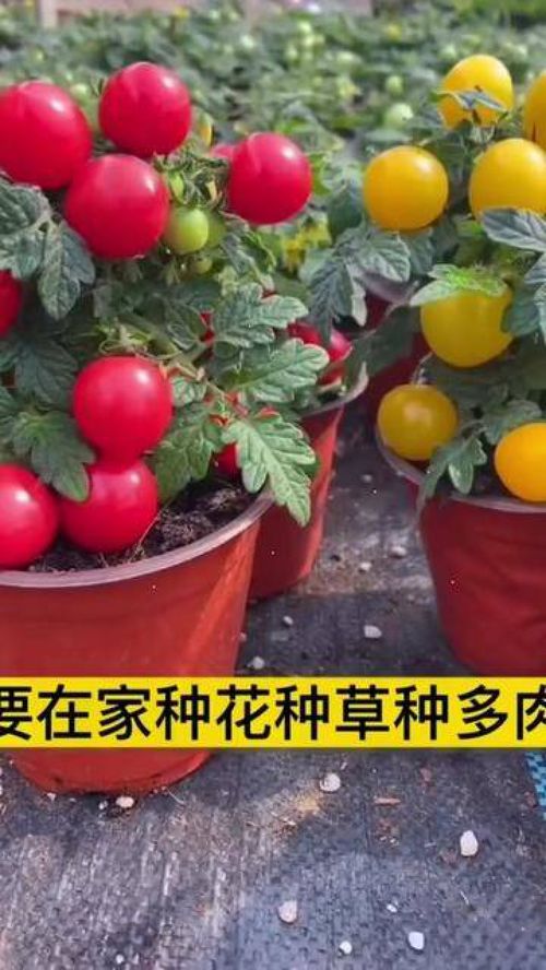 從種子到餐桌 家庭種植小番茄，打造優質農產品新體驗